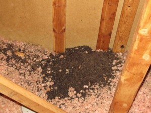 Bat guano clusters under where bats roost.