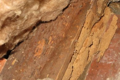 Termite and Wood-Destroying Insect Inspections